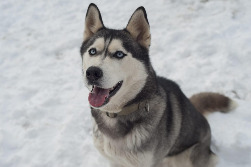 husky, dog, pet, siberian husky, sled dog, animal, husky, husky, husky, husky, husky, siberian husky, siberian husky