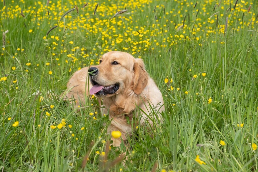 Best Pet Kennel In Kurukshetra | Forever With Fur