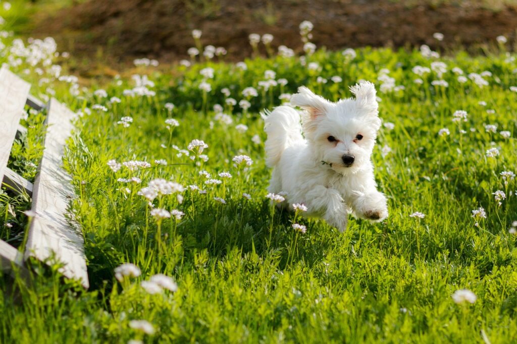 Best Pet Kennel In Kurukshetra | Forever With Fur