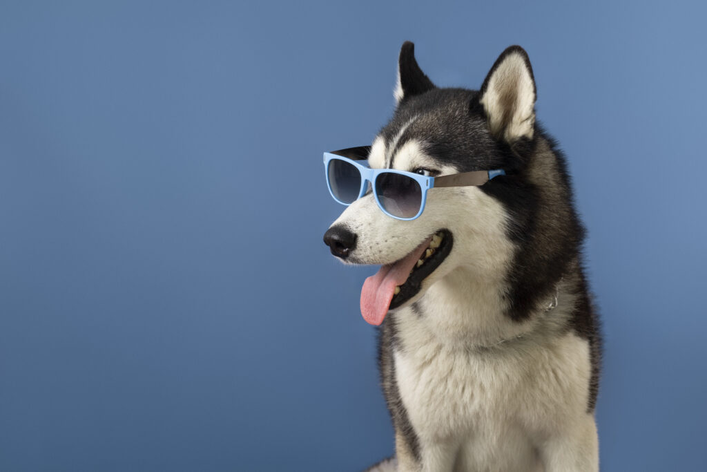 Best Pet Kennel In Kurukshetra | Forever With Fur