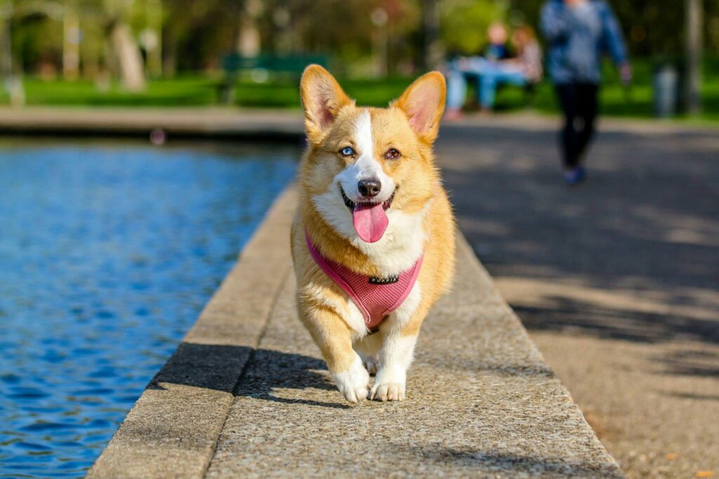Best Pet Kennel In Kurukshetra | Forever With Fur